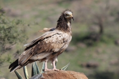 Egyptian-vulture-juvenile-Day-Forest-Djibouti-2016-Feb-b5-cropped
