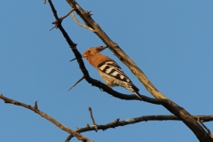 Eurasian-Hoopoe-Day-Forest-Djibouti-2016-Feb-a3-cropped