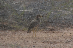 Spotted-thickknee-DECON-sanctuary-S-of-Camp-Lemonier-Djibouti-2014-May-a1-cropped