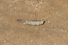 Locust-Camp-Lemonier-Djibouti-2014-May-a1-cropped