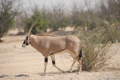 oryx-beisa